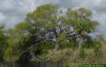 Large live oak tree